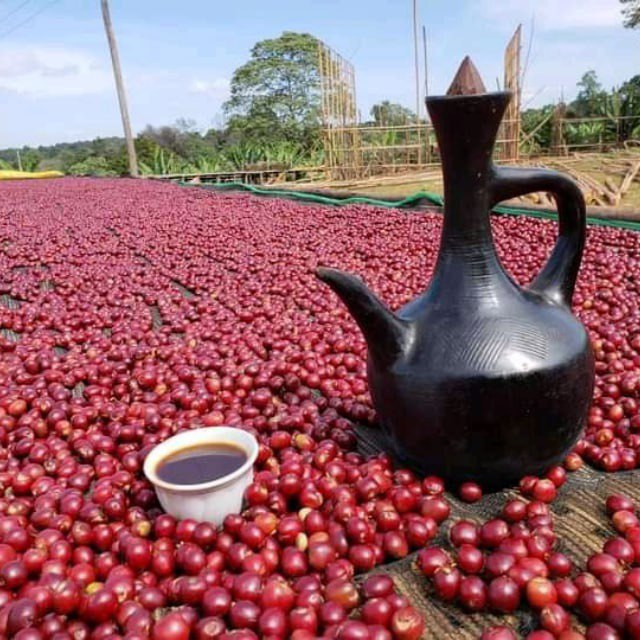 Ethiopian coffee tour with Twsta Coffee